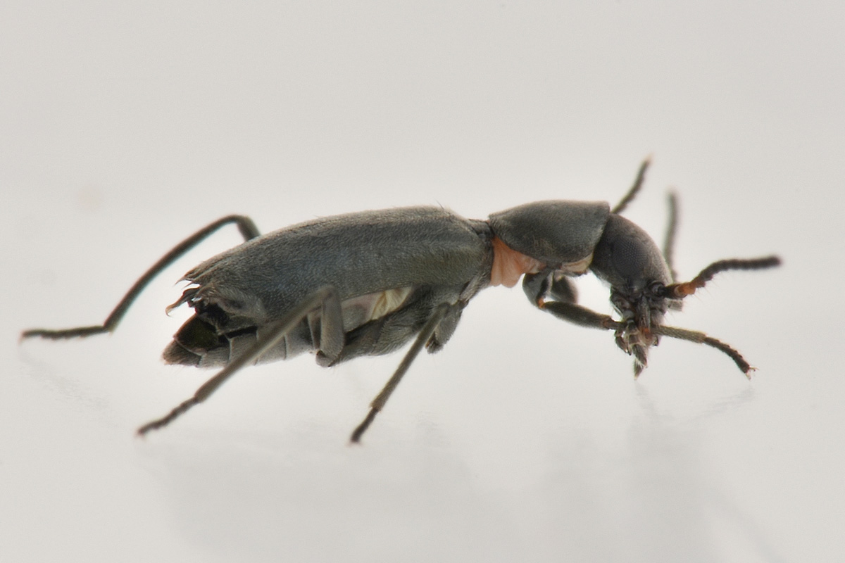Malachiidae: Charopus sp? Sì, C. concolor